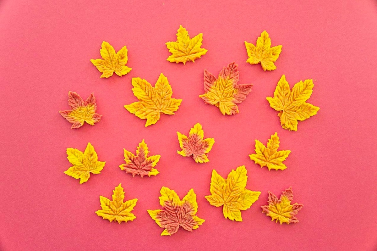 🐾 𝗔𝘂𝘁𝘂𝗺𝗻 𝗙𝗮𝗹𝗹𝘀 🐾